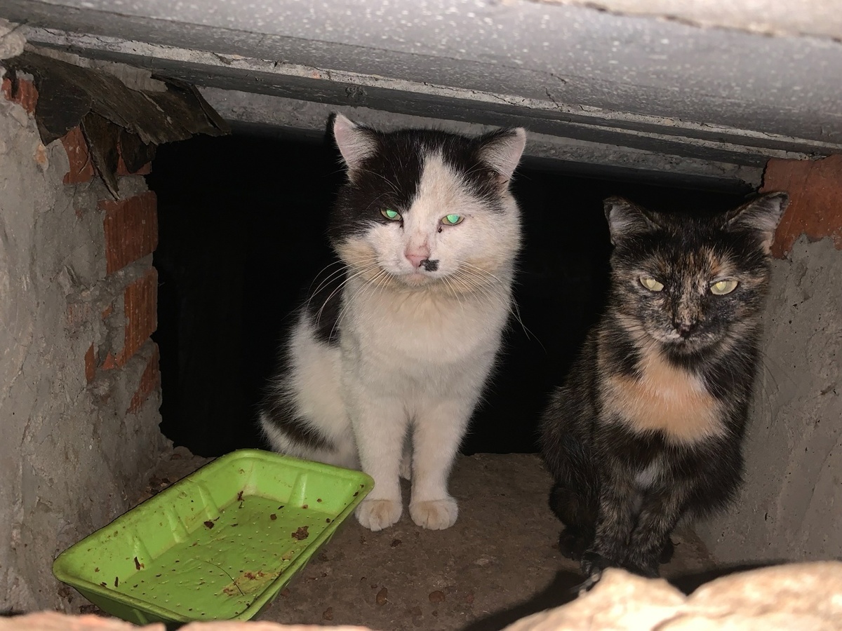 Бездомные животные всегда ждут нашей помощи. И мы не можем им не помочь.