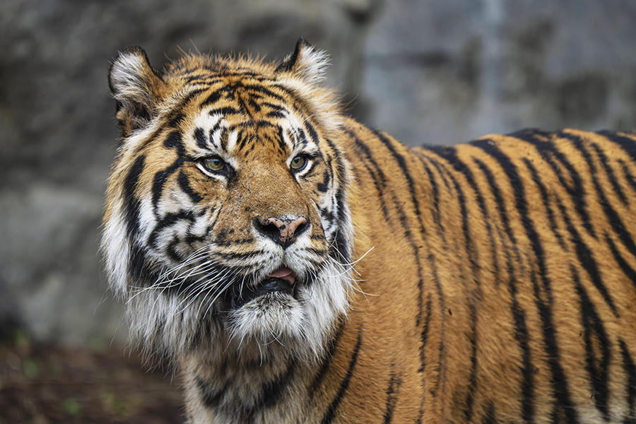    © IMAGO/Volker Hohlfeld/ТАСС