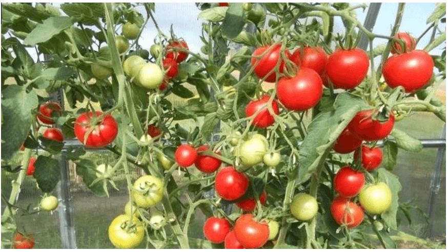 Мои томаты в конце июня