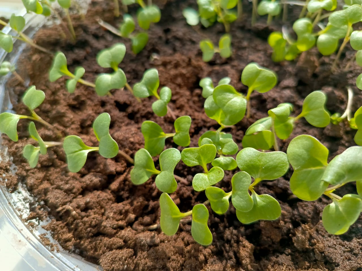 Подрастает моя капусточка.