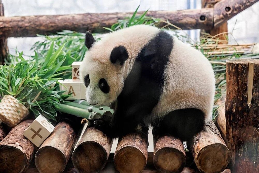    Панда Катюша. Фото: vk.com/ Официальный канал Департамента образования и науки города Москвы