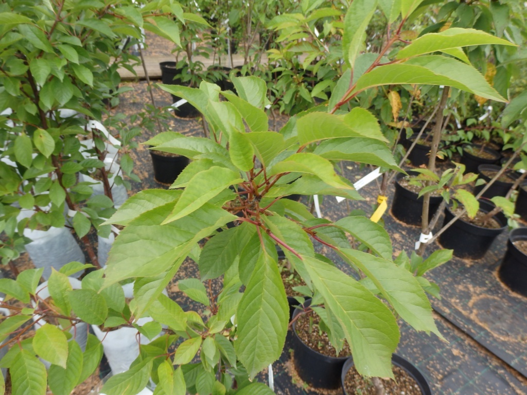  Саженцы черевишни