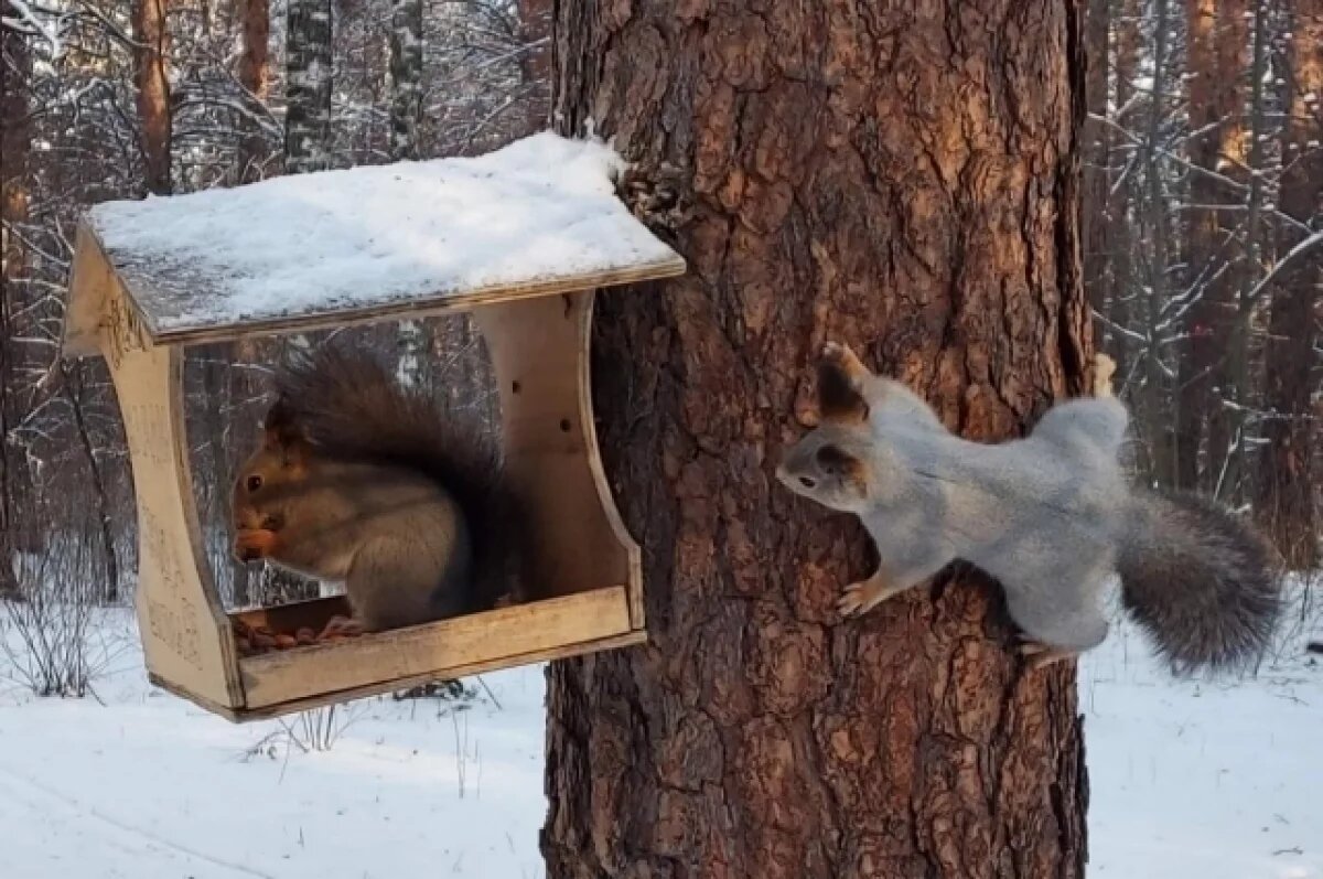    Тюменцев призывают позаботиться о городских белках и птицах