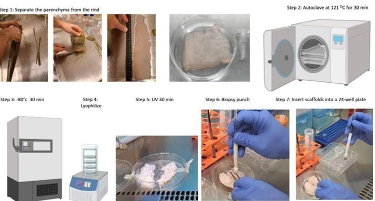    Мясные плантации алоэ могут появиться в недалеком будущем
