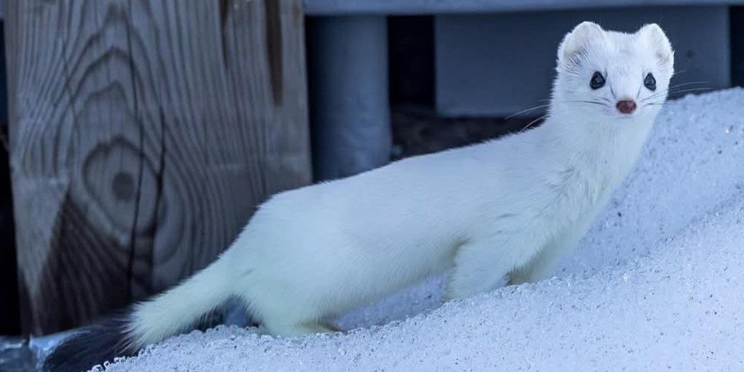Мужчина узнал, что под его домом живет зверь — это не кот и не пес