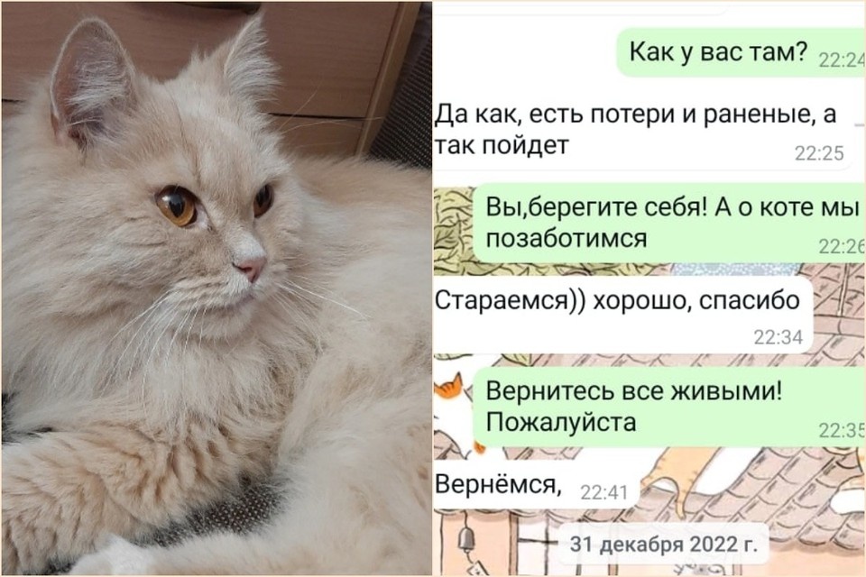    Кот Филя из Красноярска два года ждет хозяина с фронта. Фото: приют "Золотое сердце".