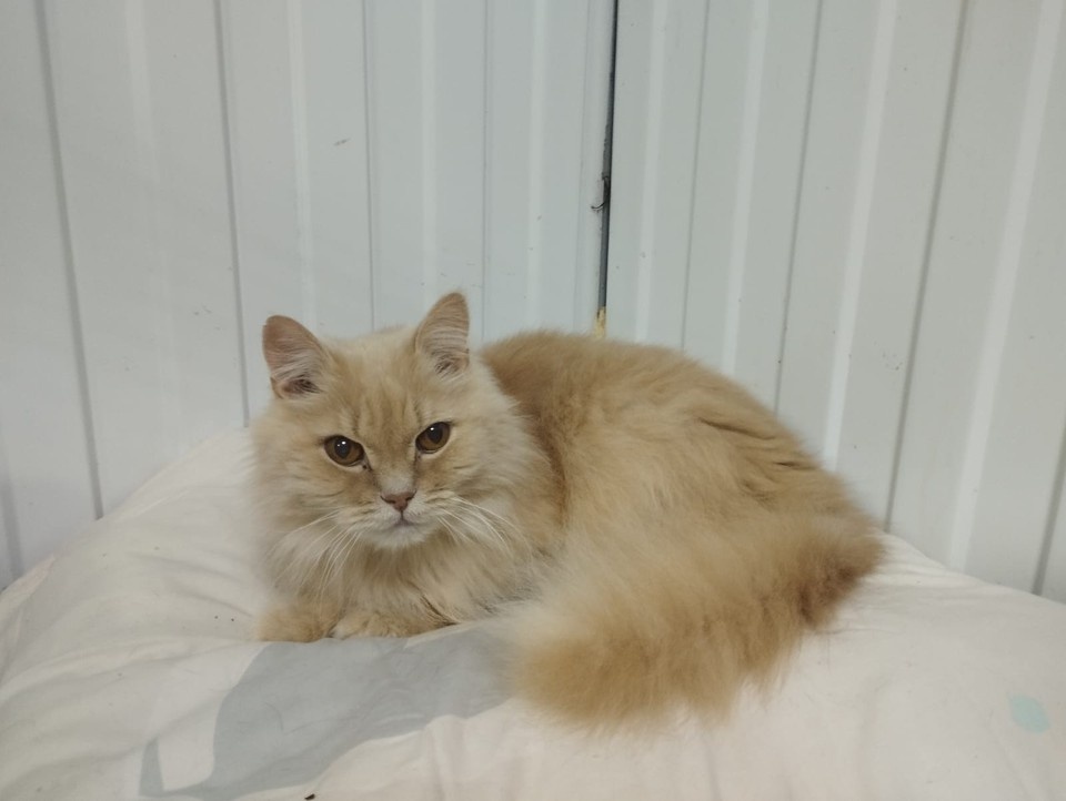    Котик с суровым нравом, всех построил. Фото: приют "Золотое сердце".