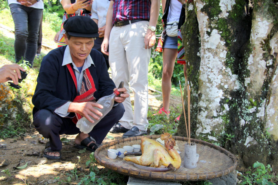 Жертвенный петух под старым чайным деревом. Север Вьетнама. © Ольга Никандрова