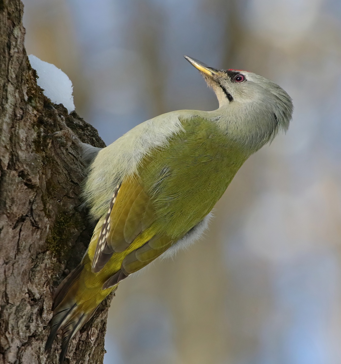 Самец. Фото Андрея Деева
