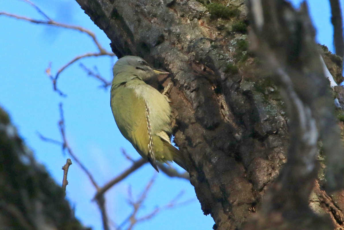 Самка. Фото Андрея Деева