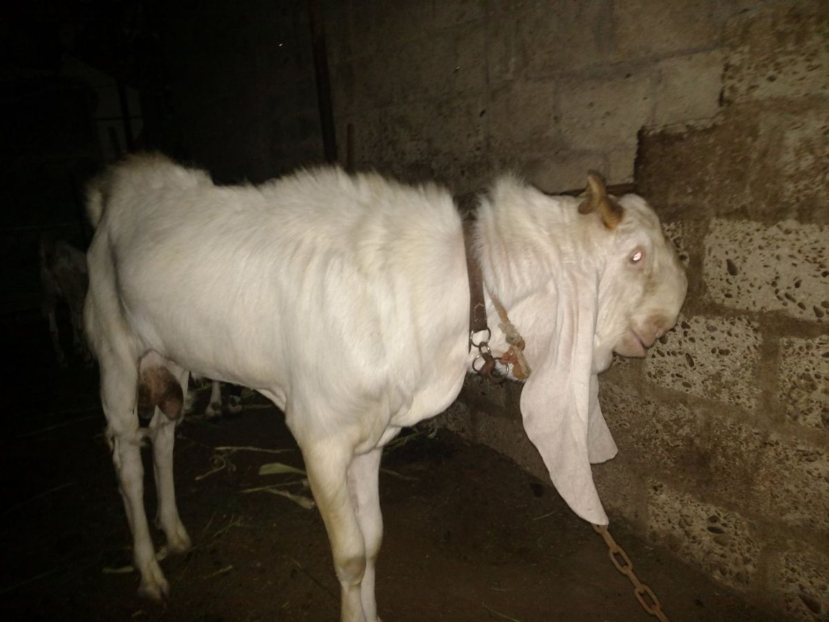 — Привет, козочка, классная маска на хэллоуин! — Но это не маска... 