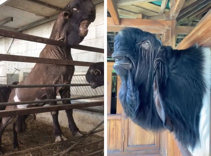 Шами: Коза, которую «переделывают» в корову. Арабская селекция крайне специфична!