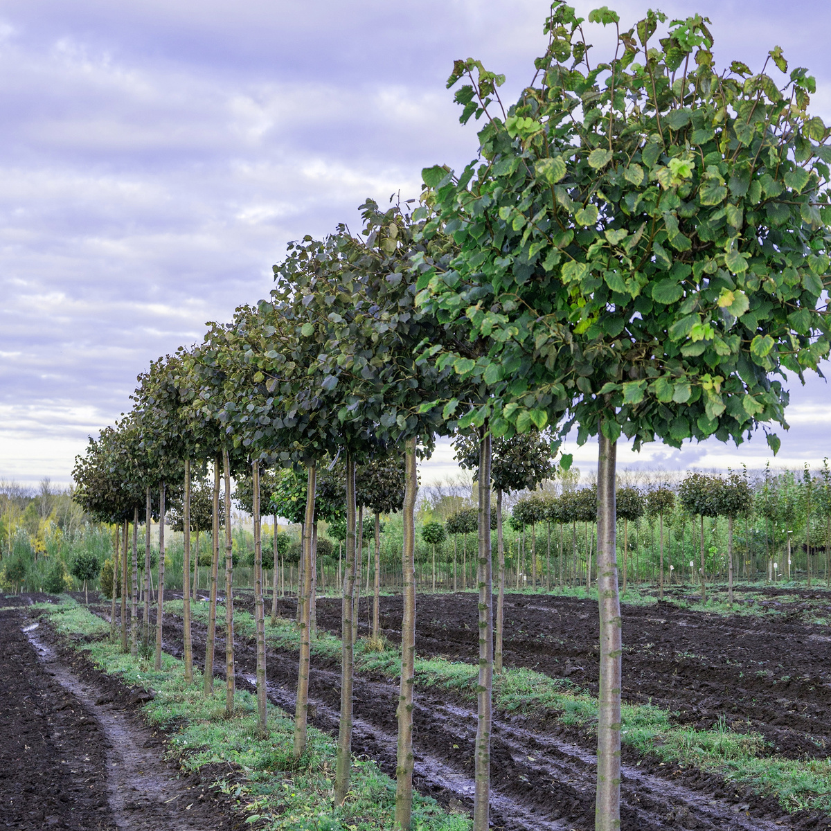 Липа мелколистная "Грин Глоб"