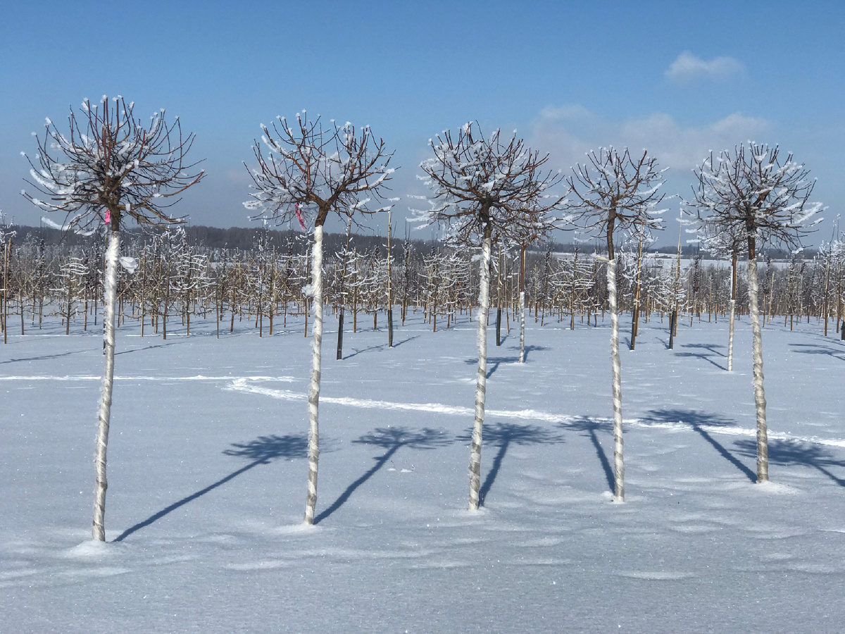 Липа мелколистная "Грин Глоб"