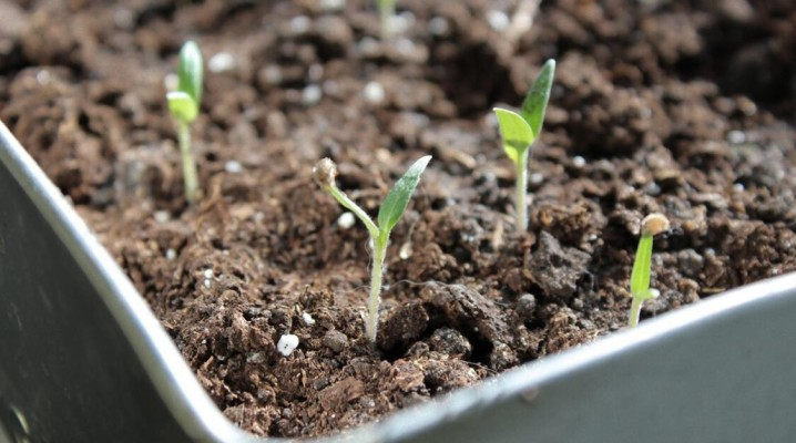 Лунный посевной календарь на март 2025