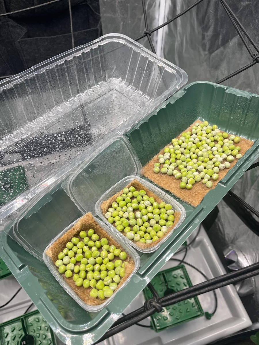 Семена горошка после замачивания. 8 часов. День 1