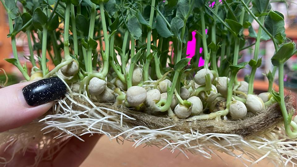 🌱Подробный гайд по выращиванию микрозелени горошка (и не только). Что делать, если завелась плесень на микрозелени
