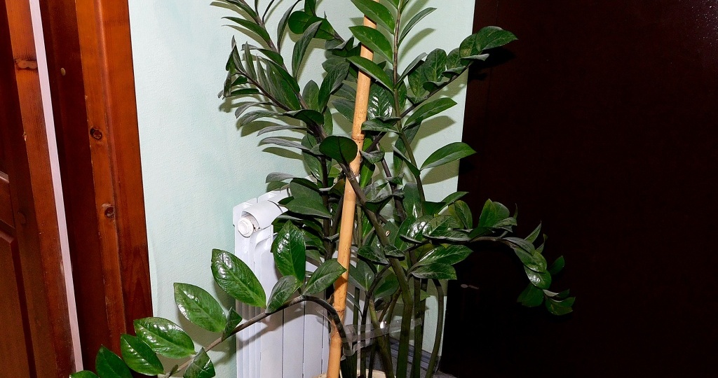 Замиокулькас: описание, виды, посадка и уход