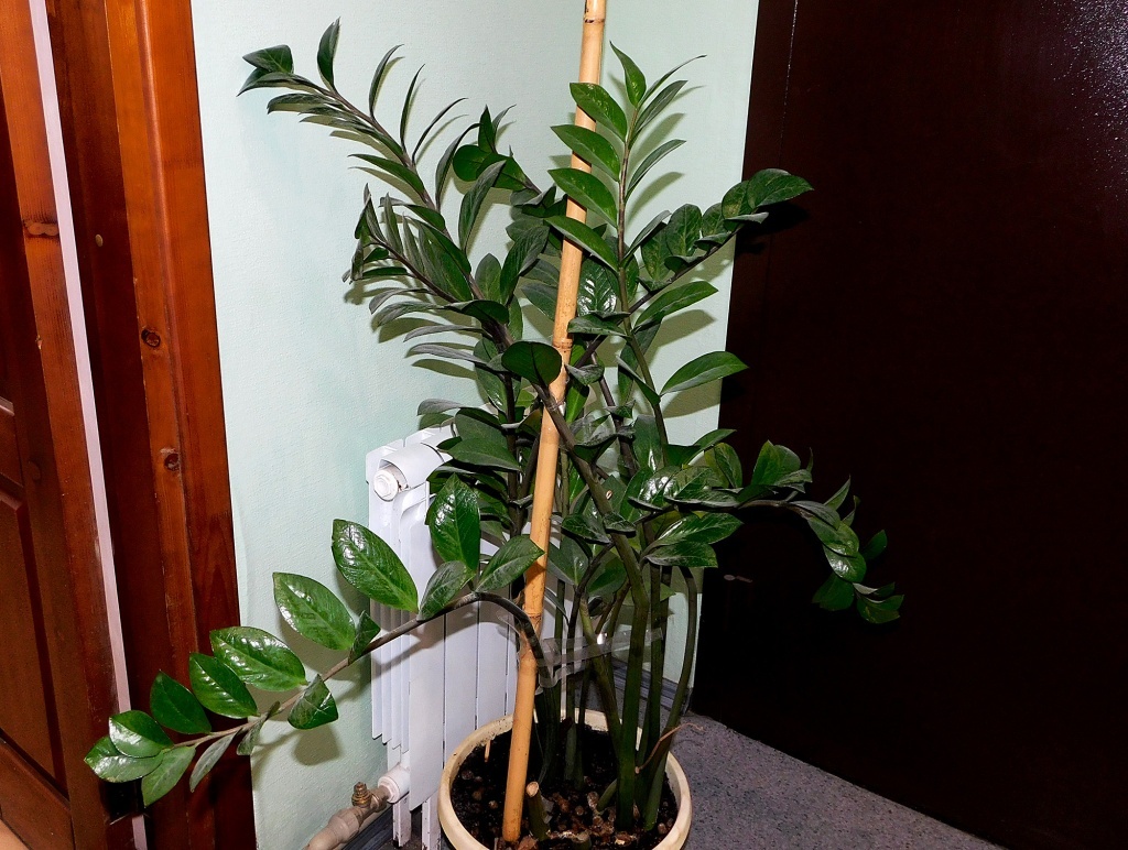  Замиокулькас