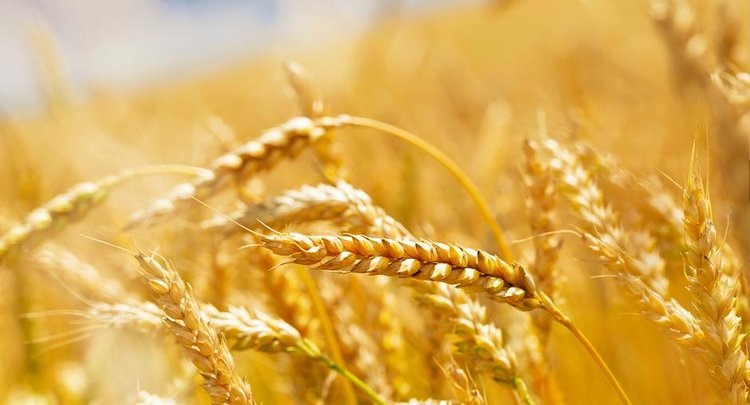    Госмониторинг пшеницы 2025: основные моменты