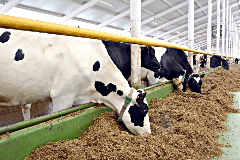 Фото: Пресс-служба минсельхоза Челябинской области