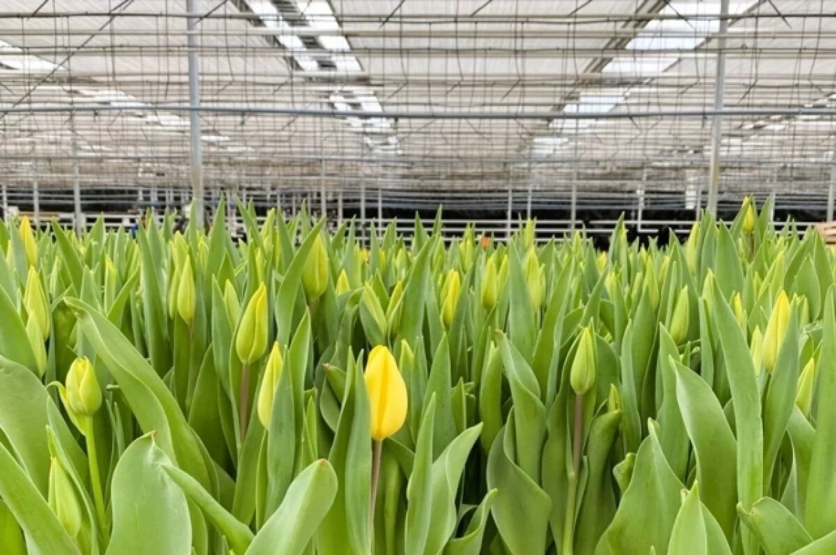    Калининградские производители тюльпанов отправят цветы в Россию на пароме