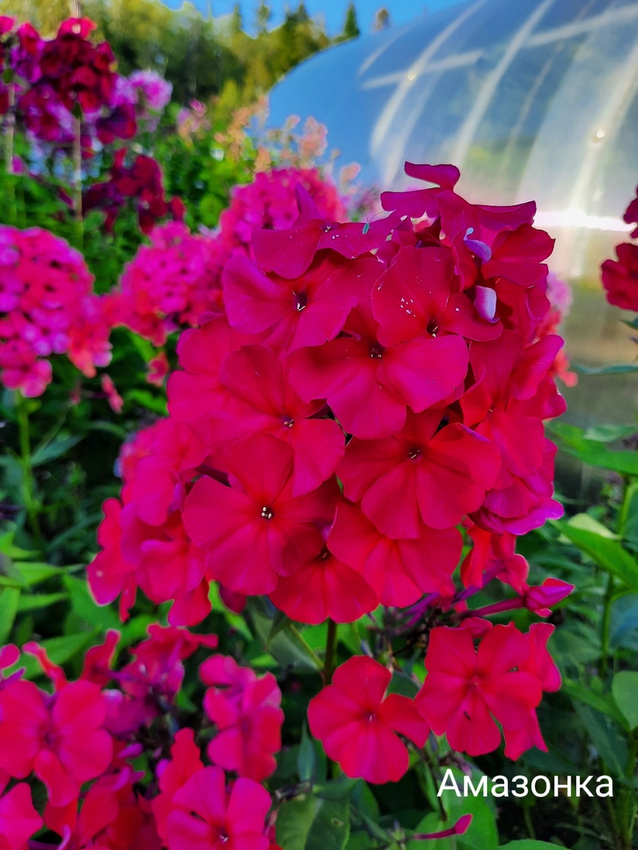 Амазонка, В. Егорова