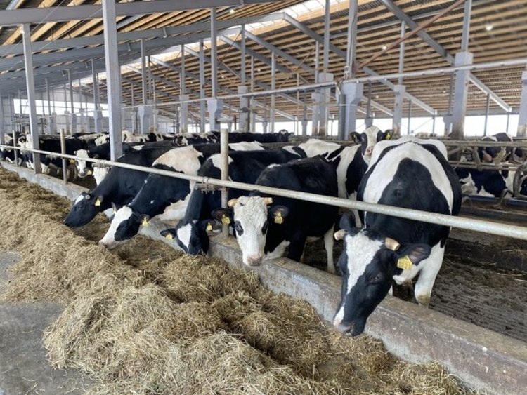    ​Ярославская порода КРС - это надежное производство молока высочайшего качества