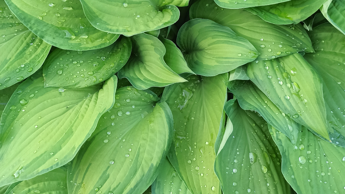 Природа лучший художник 