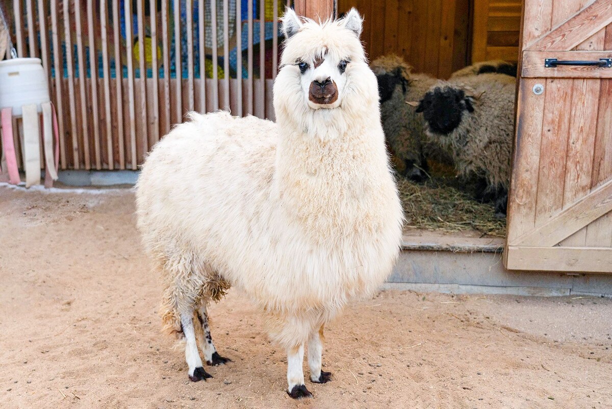     Источник: mos.ru Автор фото: Пресс-служба Мэра и Правительства Москвы