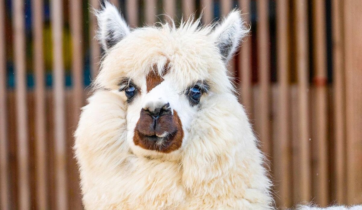    Москвичи решат, как назвать нового обитателя столичного зоопарка