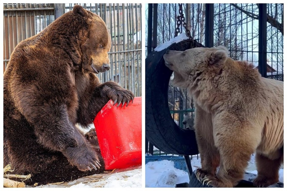    Буян и Памир (слева направо) за любимыми развлечениями. Фото: парк флоры и фауны "Роев ручей"