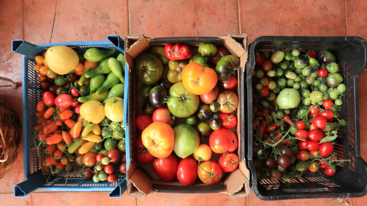 Поверьте нам, помидоры быстро надоедают в свежем виде... Старайтесь сделать так, чтобы они созревали постепенно и в нужном вам объеме