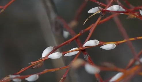     На юге края раньше времени распустилась верба