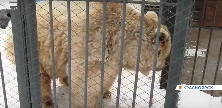     Бурые медведи уже начали просыпаться от зимней спячки и выбираться из своих берлог