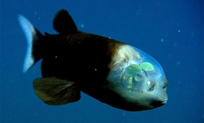 Малоротая макропинна (лат. Macropinna microstoma), или бочкоглаз.