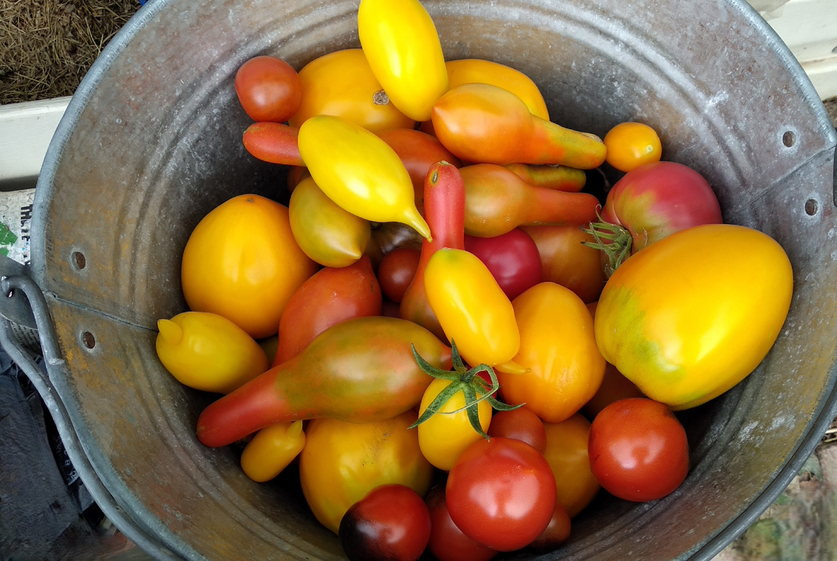 Урожай 2024 г.