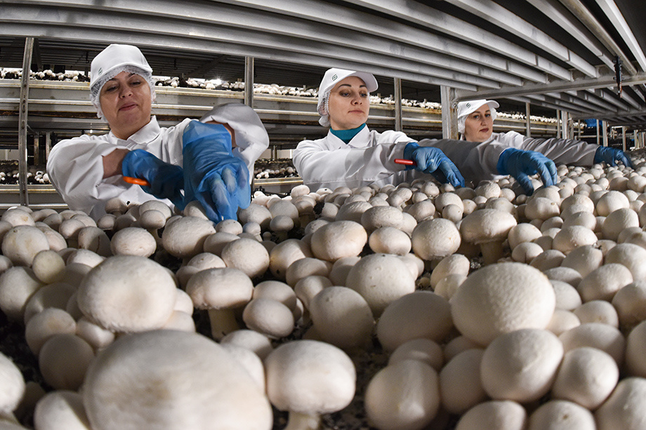 Некоторые производители грибов предлагают вакансии с заработком, превышающим 100 тыс. рублей. | Фото: Роман Соколов/ТАСС