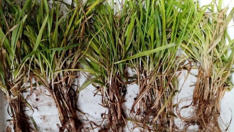    Монолиты озимых во Владимирской области дали обнадеживающий результат