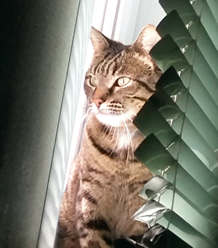 За фото Барса благодарю Елену Т)