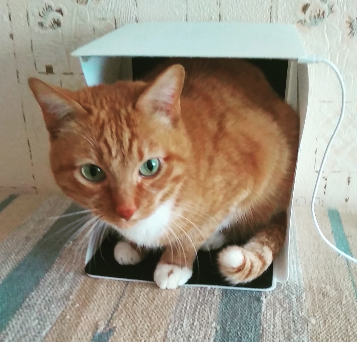 Котя в лайтбоксе.