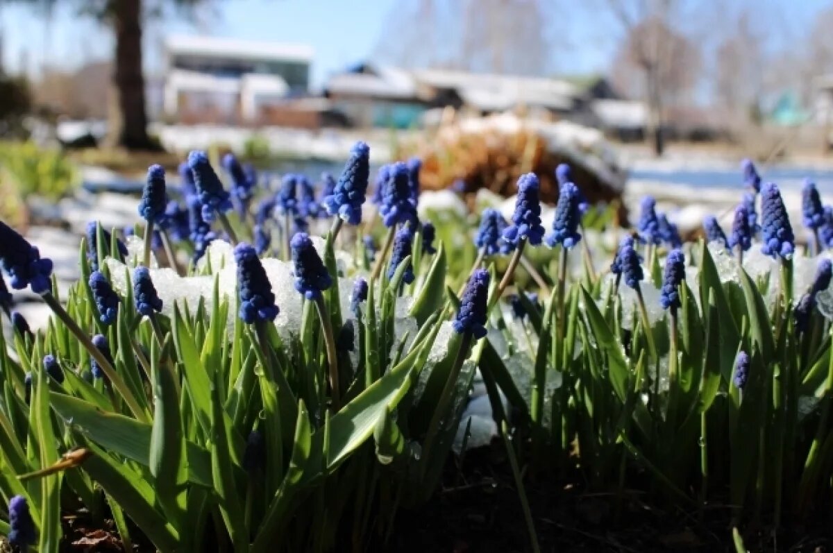    Аномально холодный май ожидается в Новосибирской области