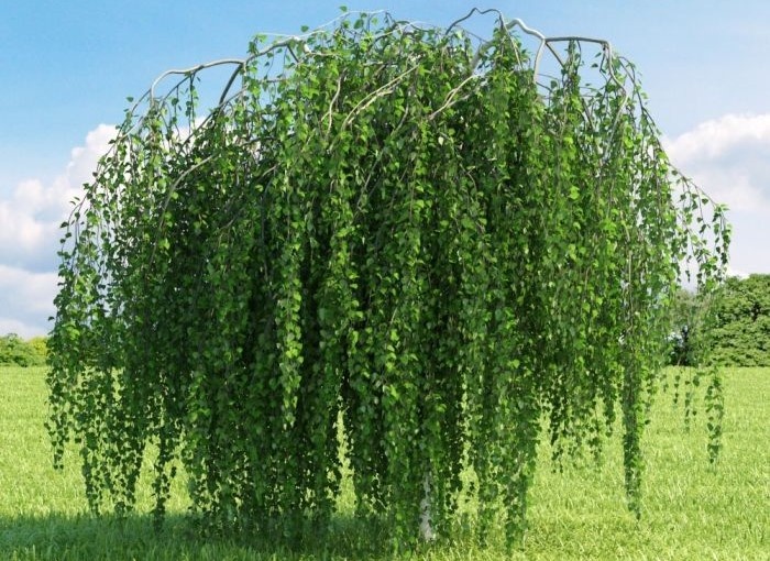 Высота Youngii зависит от высоты штамба. Спасибо за фото ncsemena.ru