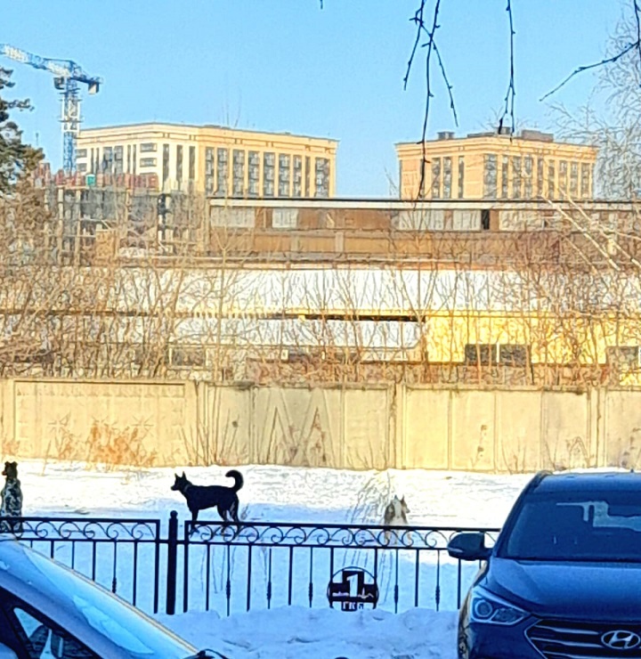 Сегодня их было Восемь!!                                                      фото Автора  26.02.2025 