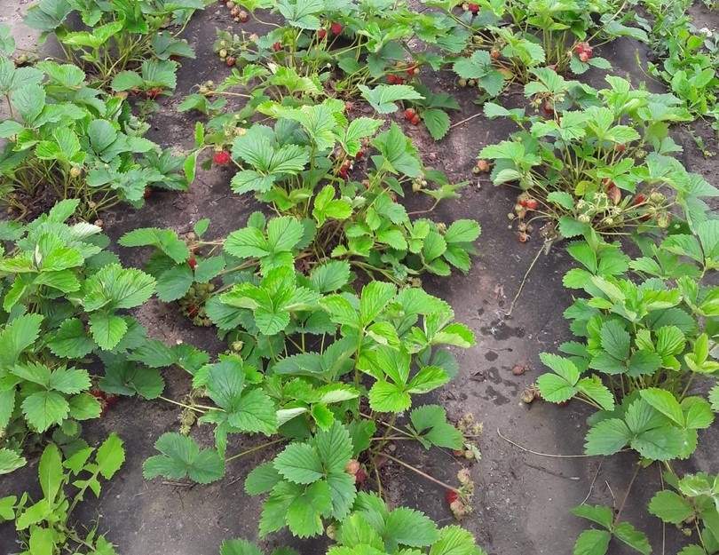 Земля всё равно попадает на агротекстиль