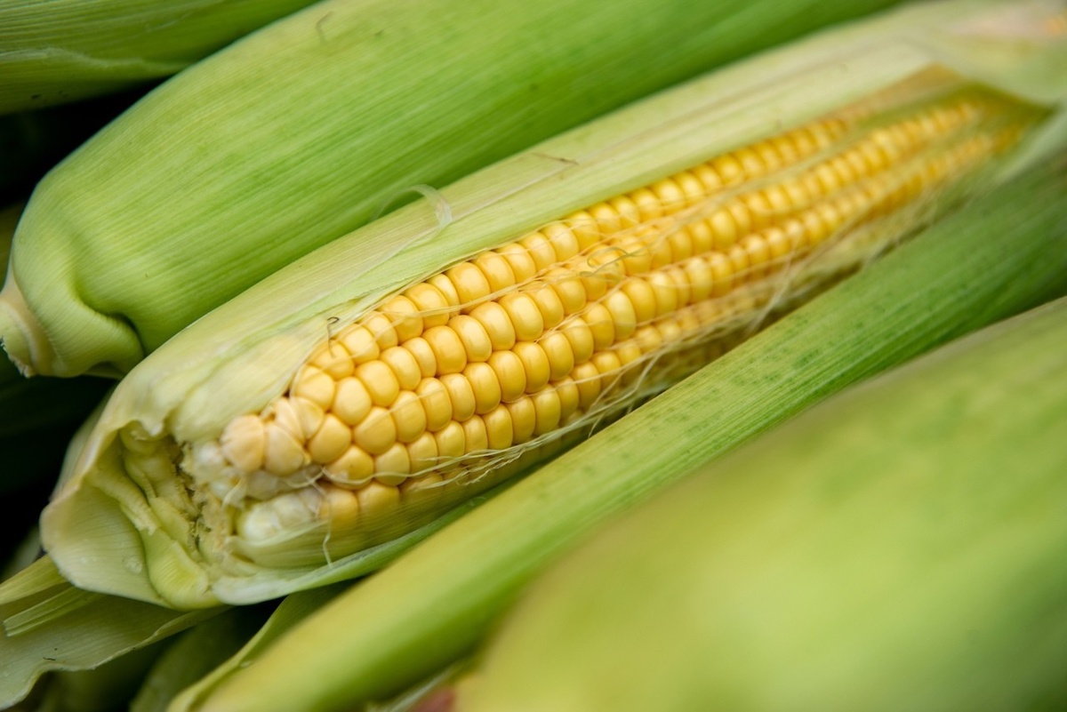    И даже кукуруза. Фото: "Республика"/Лилия Кончакова