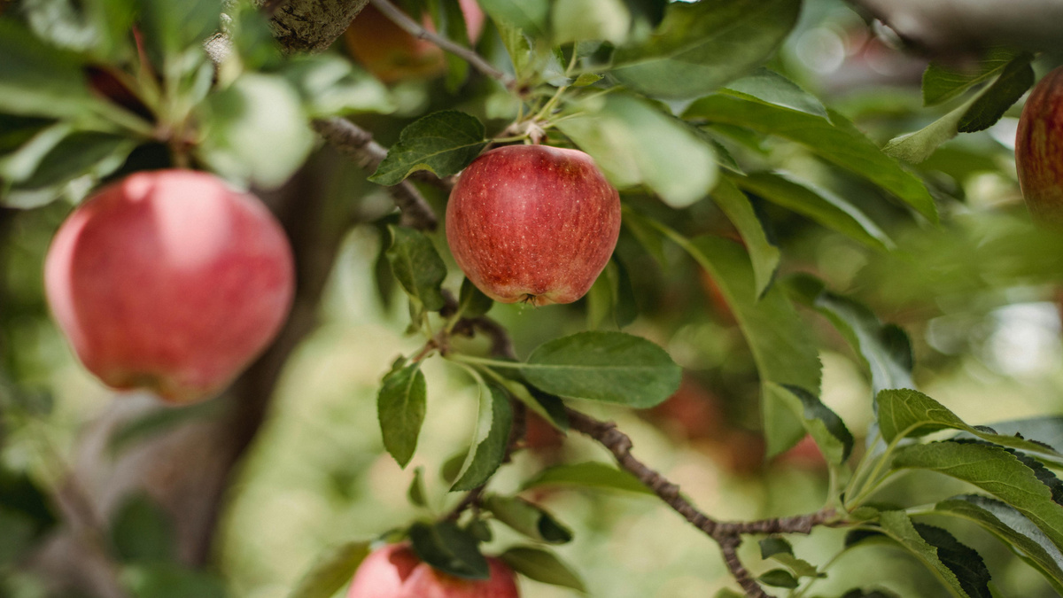 Обрезка плодовых деревьев и кустарников веснойОбрезка плодовых деревьев и кустарников