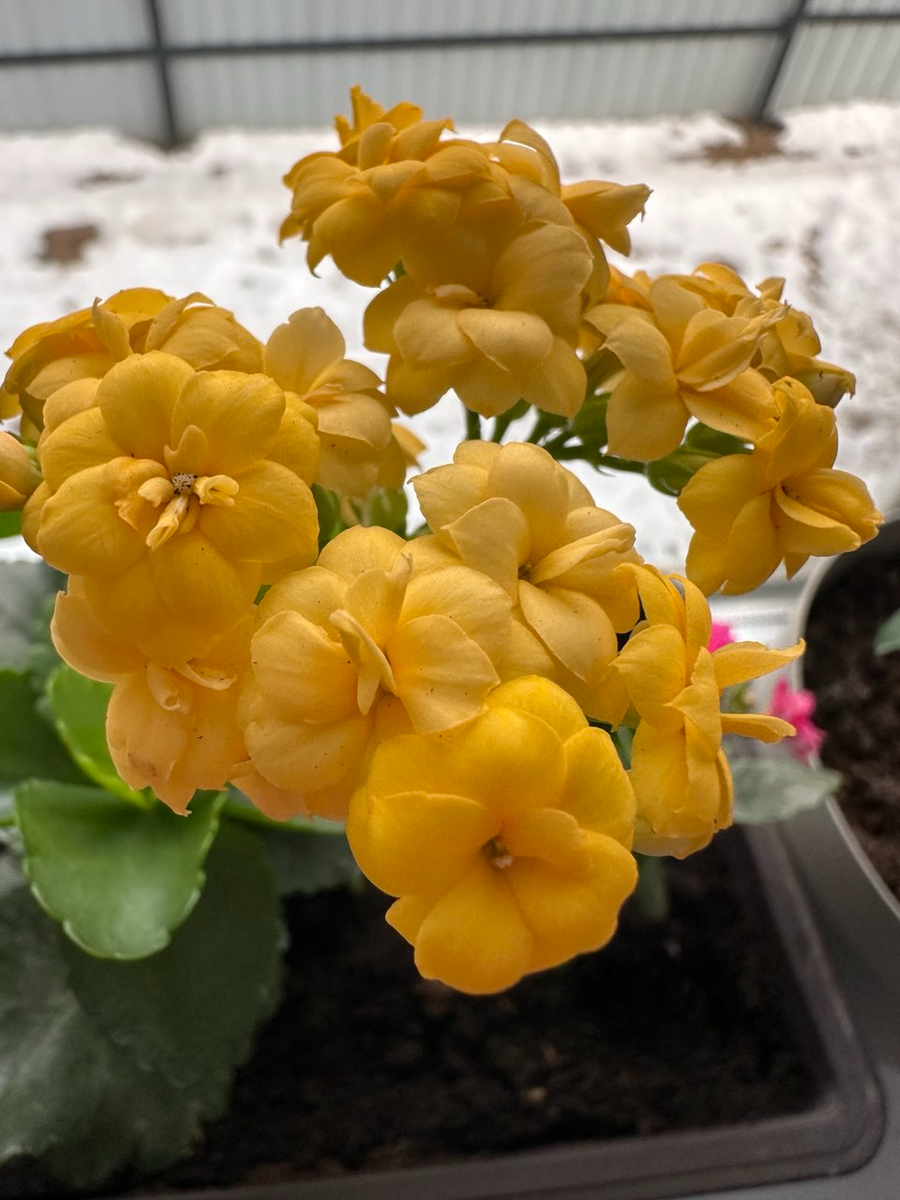 Знаете,  я тоже счастливая, вот такое чудо расцвело, каждый раз умиляюсь