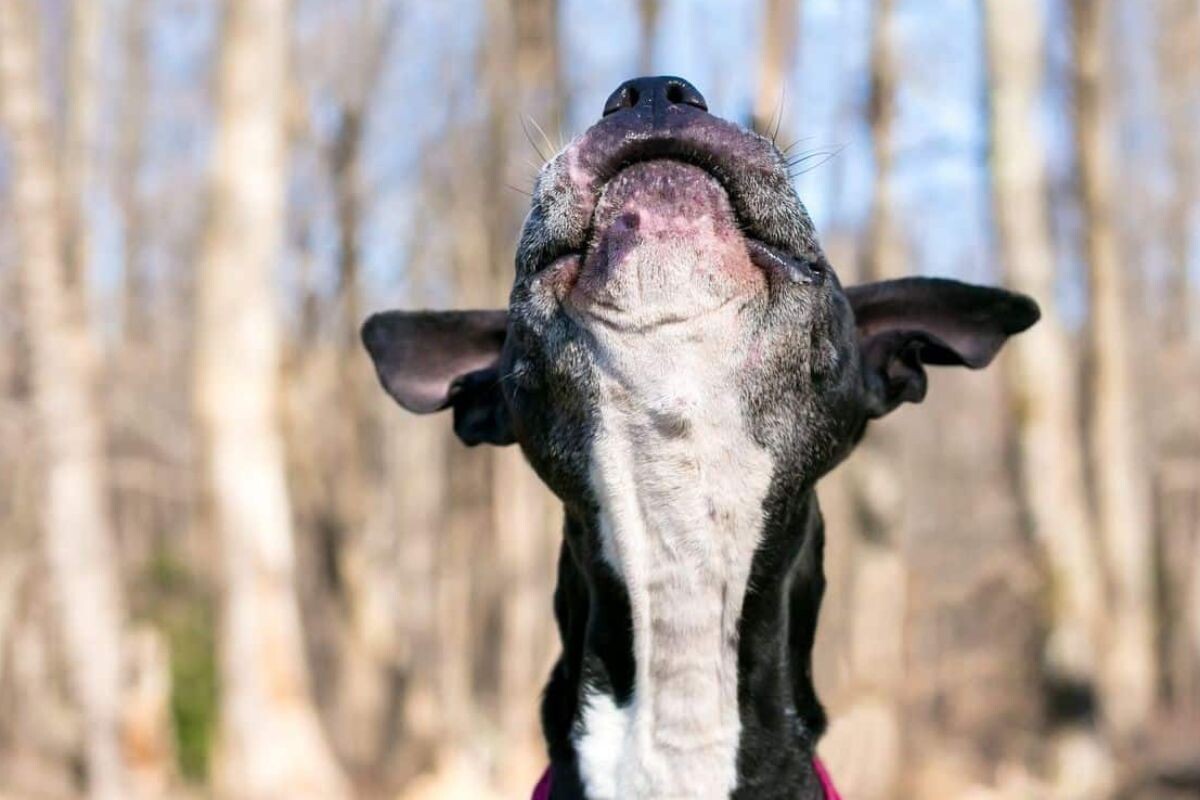Акне у собаки