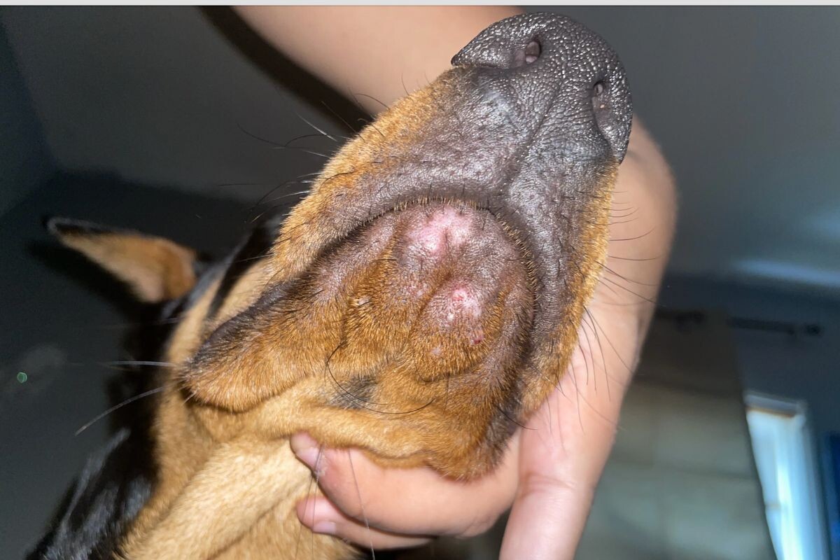 Прыщи у собаки